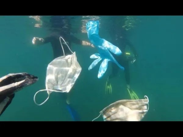 15亿只废弃口罩流入海洋,这对海洋生物造成了多大的危害?