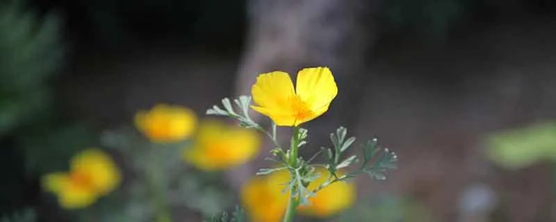 一朵鲜花插在牛粪上是什么意思