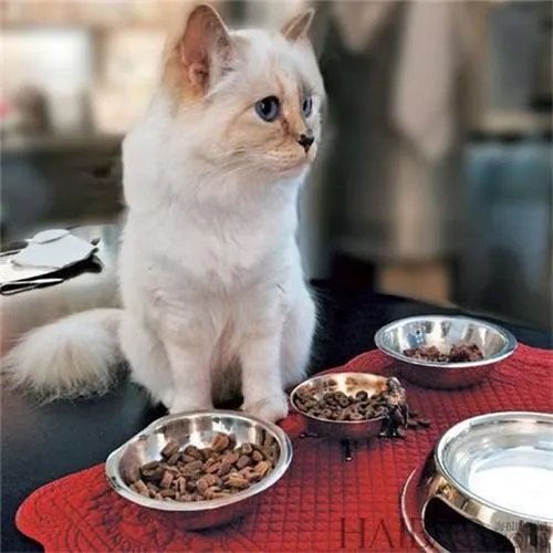 老佛爷去世后,那只继承了他21亿遗产的猫,如今生活得怎样?