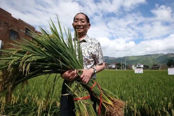 如何评价袁隆平团队沙漠海水稻?
