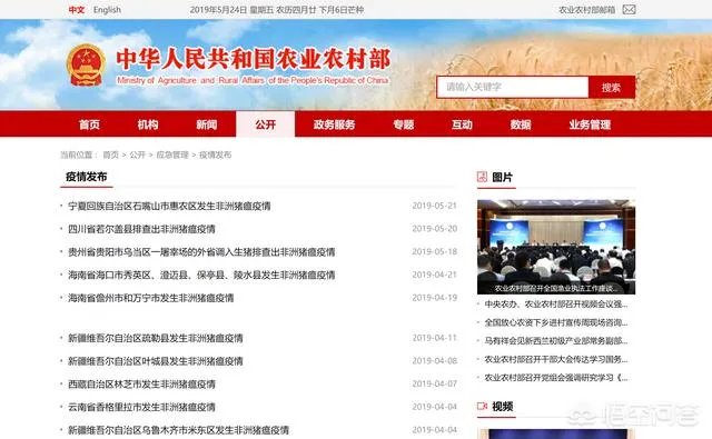 听说广西地区已经没有非洲猪瘟了是真的吗?养殖户现在补栏怎么样?