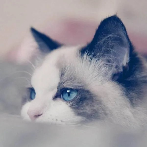 请问国产放心的猫粮品牌有哪些？急急急！！