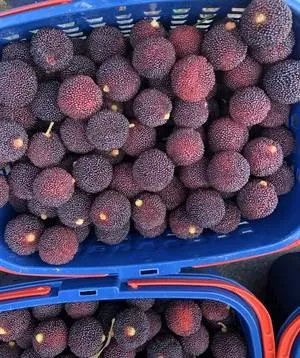 杨梅汤怎么煮