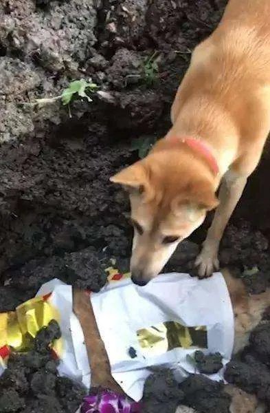 狗狗不停刨土只为刨出逝世同伴,对此你有何感想?