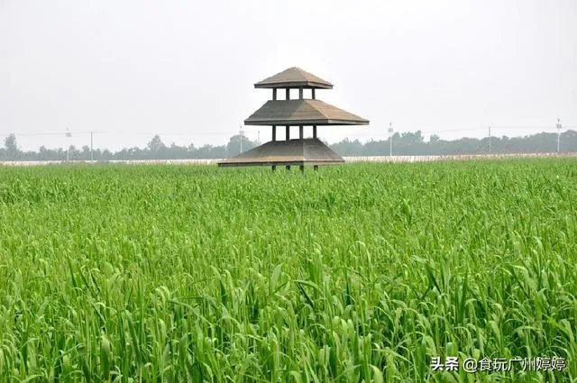 中国共有哪些著名的湿地公园?
