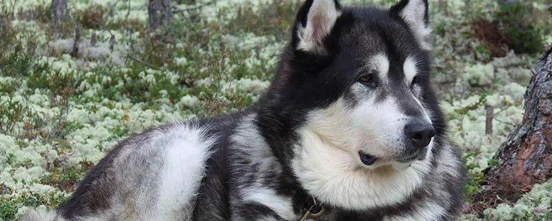 阿拉斯加雪橇犬的性格特点 阿拉斯加犬好养不