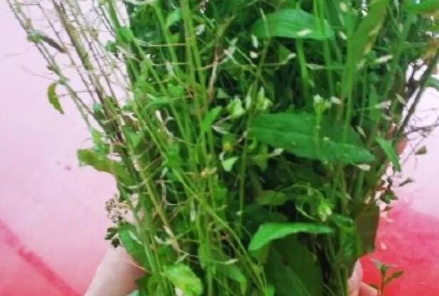 三月三煮鸡蛋的草是什么草 三月三煮鸡蛋都放什么东西